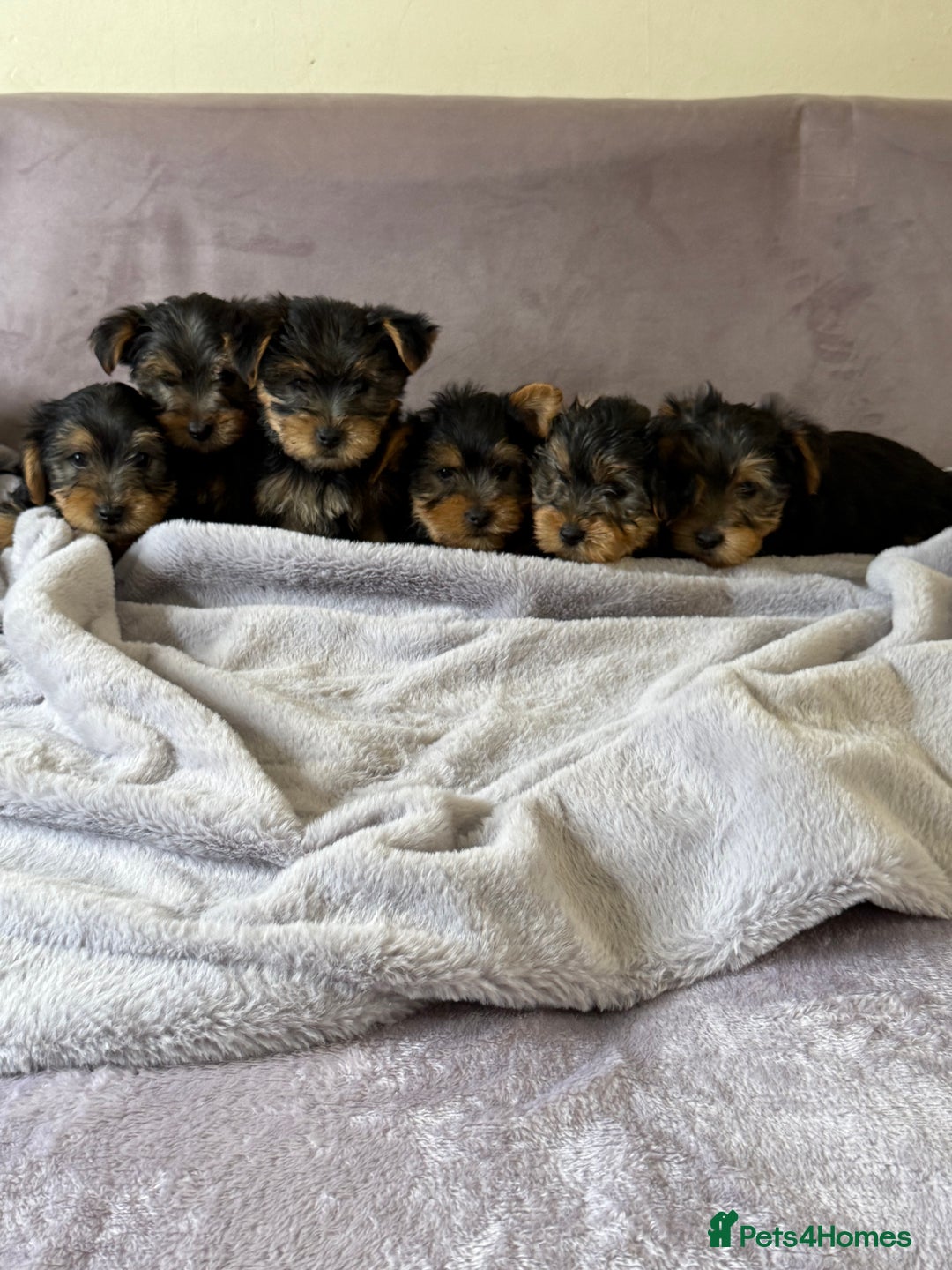Yorkshire Terrier dogs for sale: Miniature Yorkshire Terrier  - Image 1