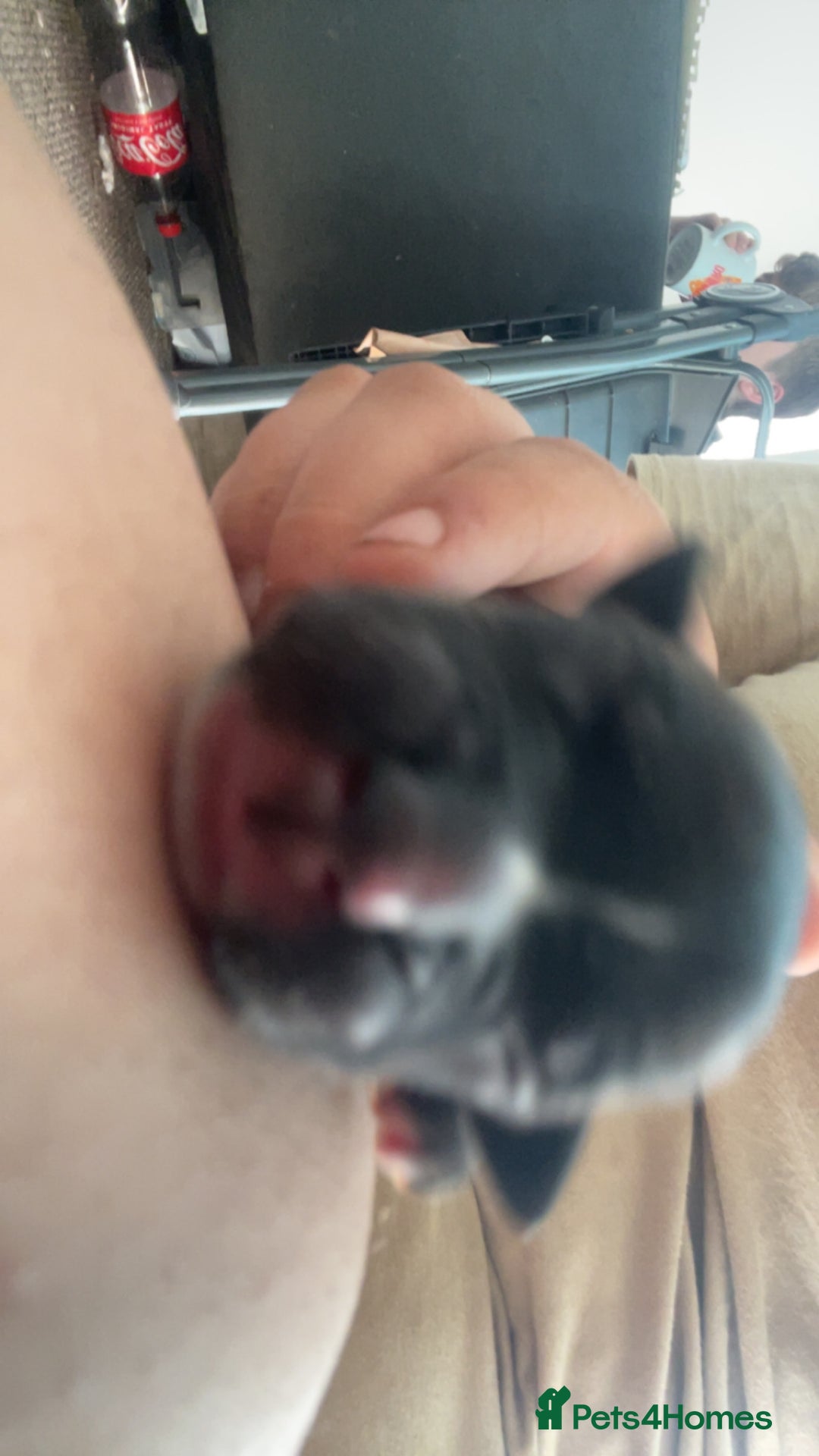 Mixed Breed dogs for sale: Presa canario cross cane corso pups - Image 2