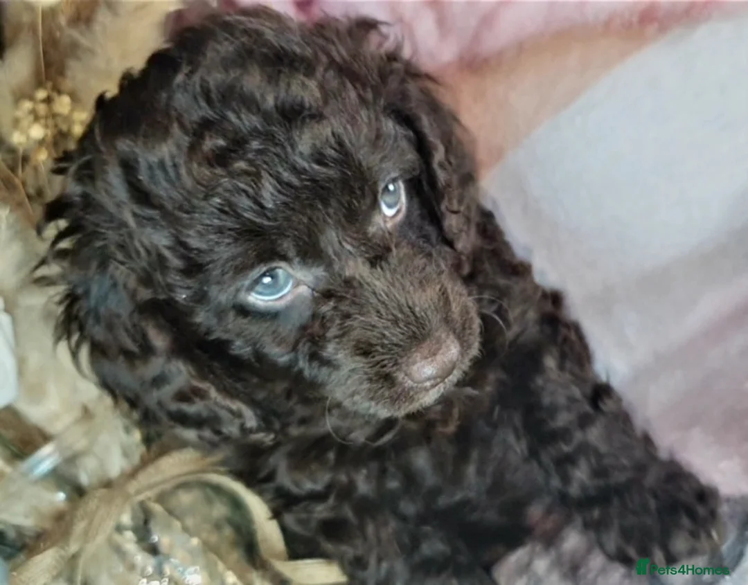 Mixed Breed dogs for sale: STUNNING RARE COLOURS F1B GOLDENDOODLE LITTER - Advert 36