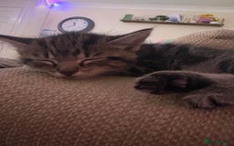 Mixed Breed cats for sale: Kittens - Image 14