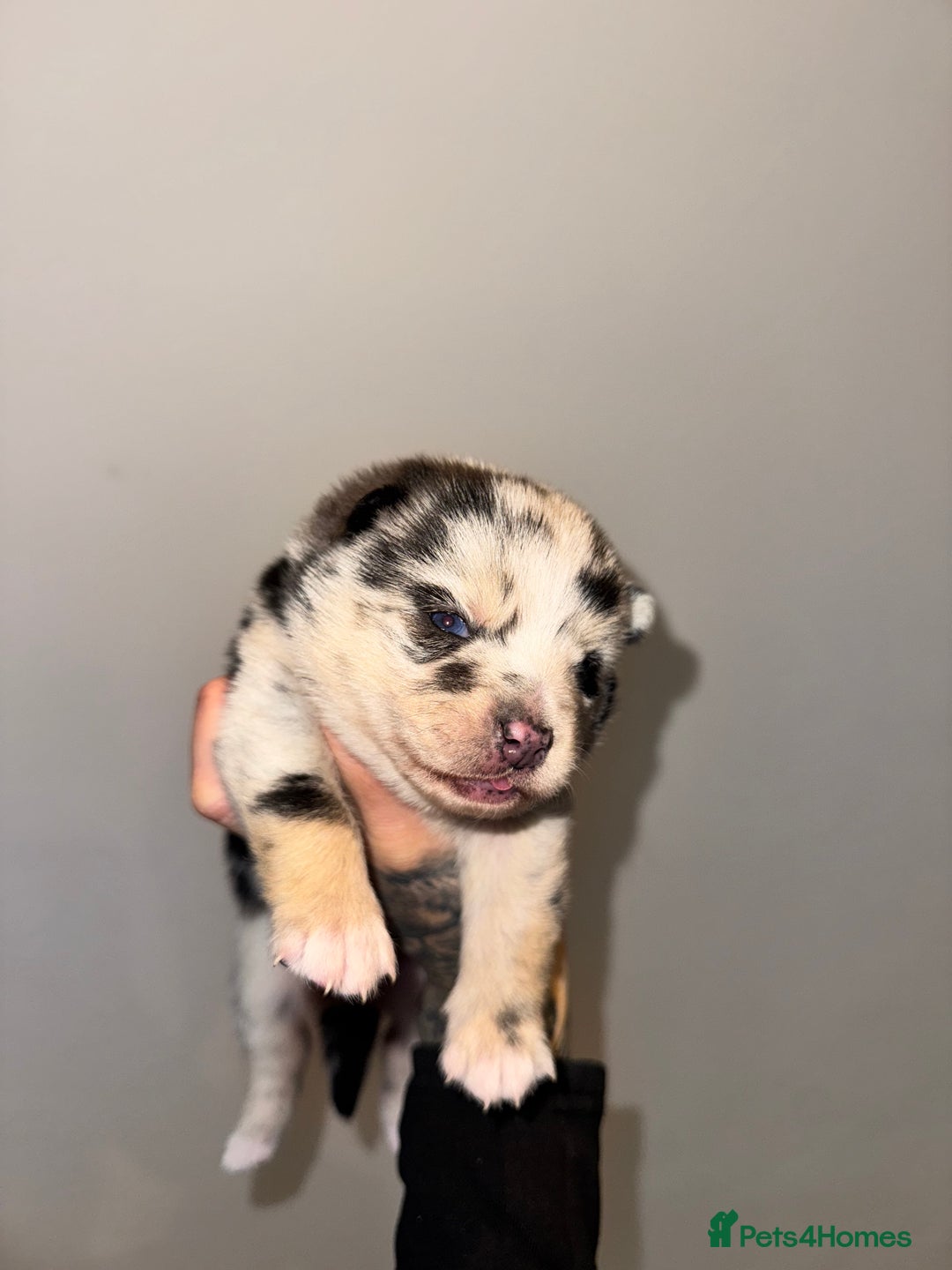 Pomsky dogs for sale: Lilac sired F2 masked Pomsky blue eyes  - Image 15