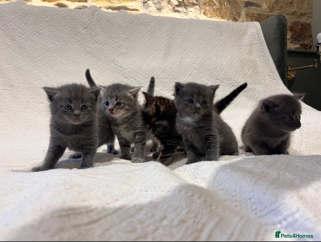 Maine Coon cats for sale: Maine coon x bsh. READY 14th BUT CAN HOLD - Advert 7