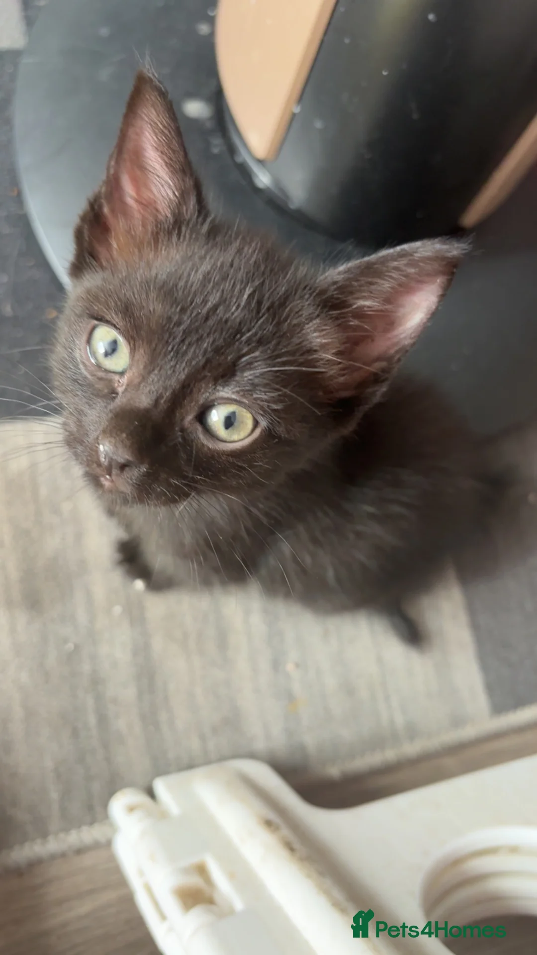 Mixed Breed cats for sale: Ragamese cross kittens  in Manchester - Advert 3