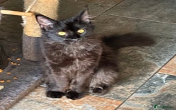 Maine Coon cats for sale:  Tica active registered Beauitful big kittens  in Wednesbury - Image 20
