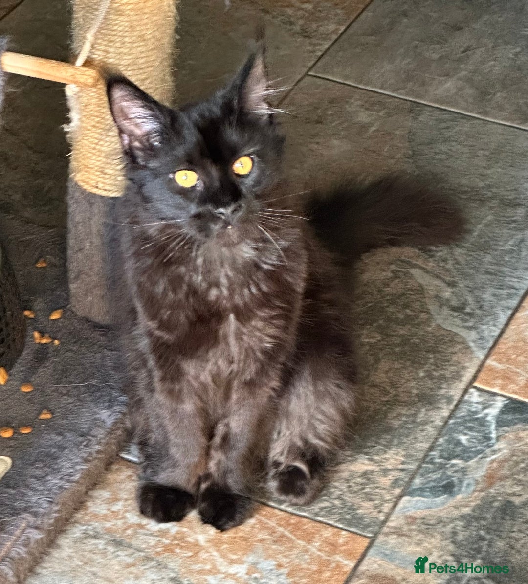 Maine Coon cats for sale:  Tica active registered Beauitful big kittens  in Wednesbury - Image 20