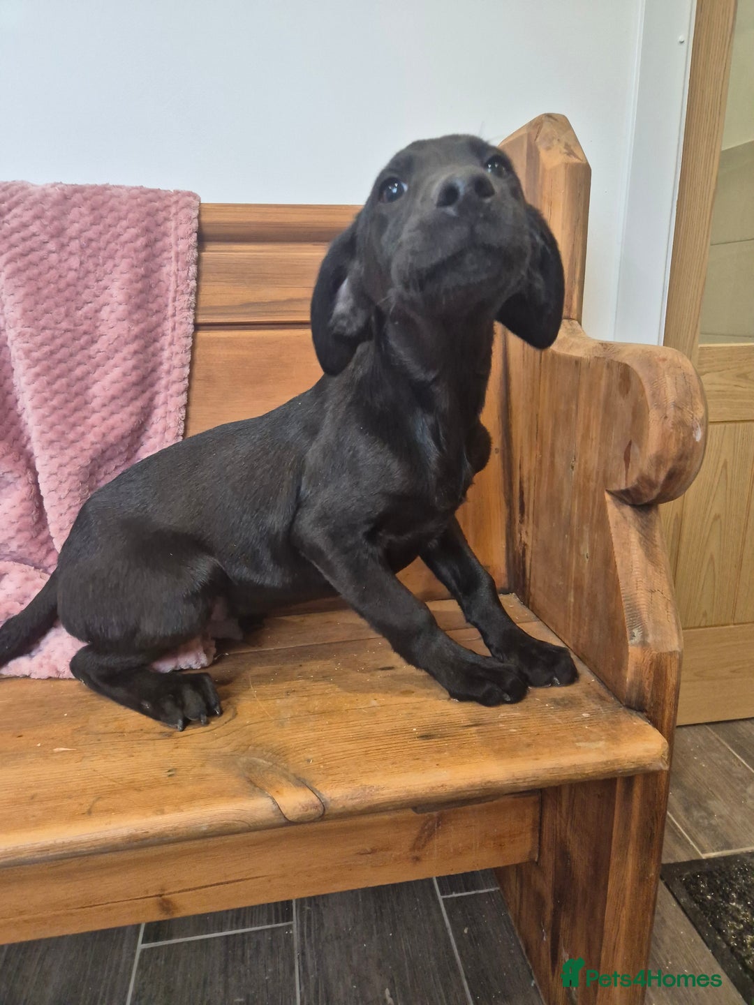 Labrador Retriever dogs for sale: Male labrador - Image 1