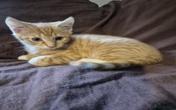 Mixed Breed cats for sale: Adorable Kittens - £150 (Reduced) - Image 8