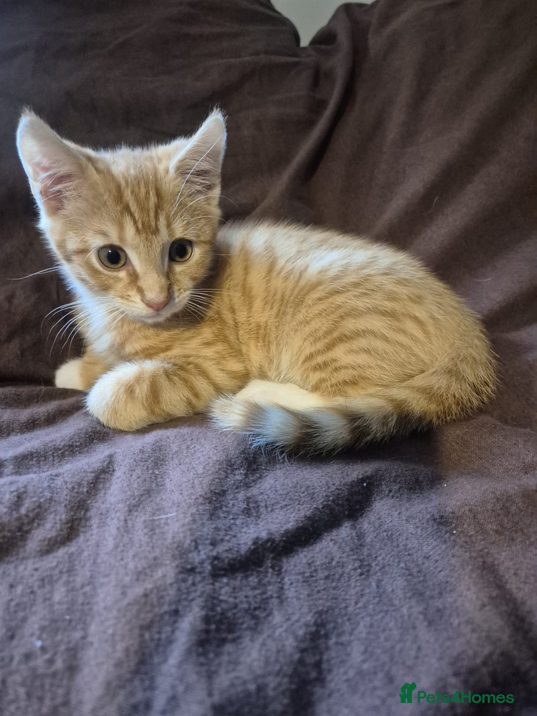 Mixed Breed cats for sale: Adorable Kittens - £150 (Reduced) - Image 8