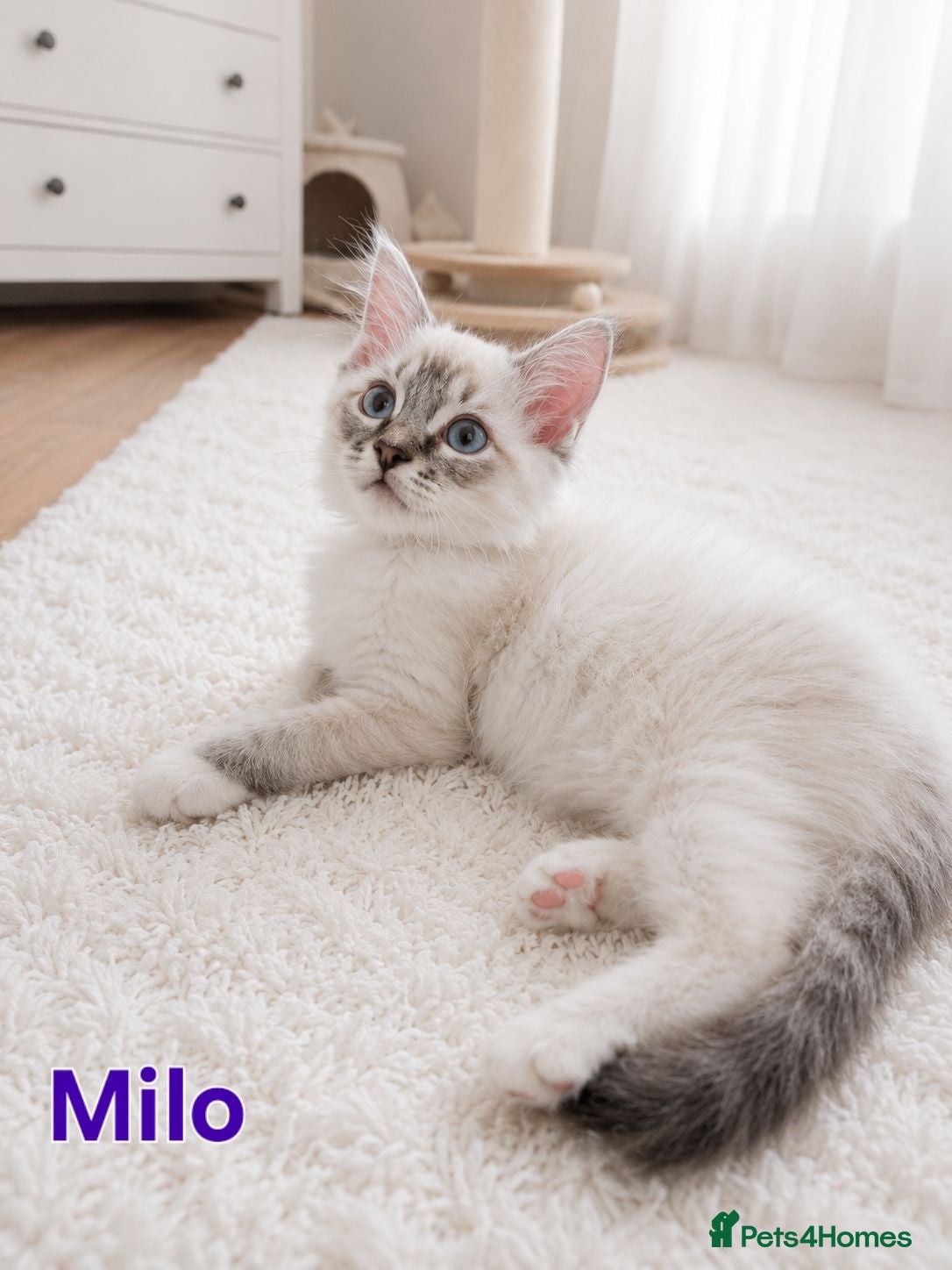 Ragdoll cats 😻Beautiful GCCF Registered Ragdoll Kittens😻 - Advert 2