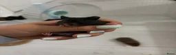 Hamster rodents for sale: Syrian Hamster Pups Babies Black Brown  - Advert 16