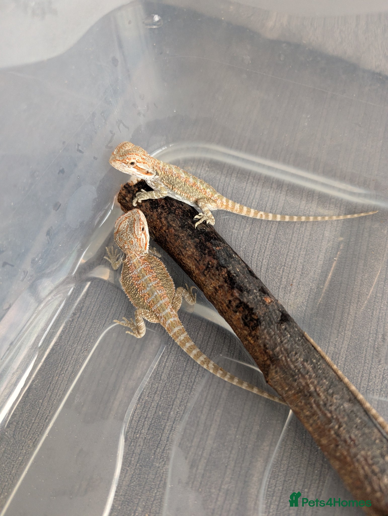 Bearded Dragon reptiles Baby Bearded Dragons  - Advert 6