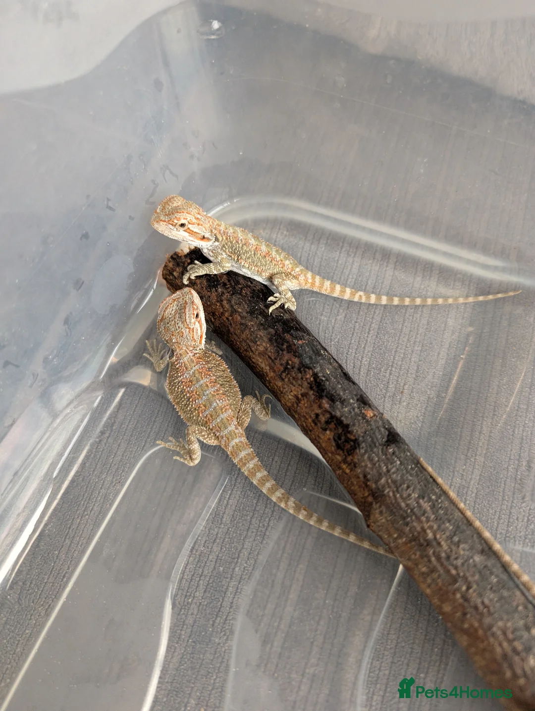 Bearded Dragon reptiles for sale: Baby Bearded Dragons  - Advert 1