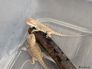 Bearded Dragon reptiles Baby Bearded Dragons - Advert 6