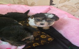 Yorkshire Terrier dogs for sale: 5 yorkies - Image 3