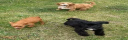Cockapoo dogs for sale: Cockapoo puppies for sale - Advert 17