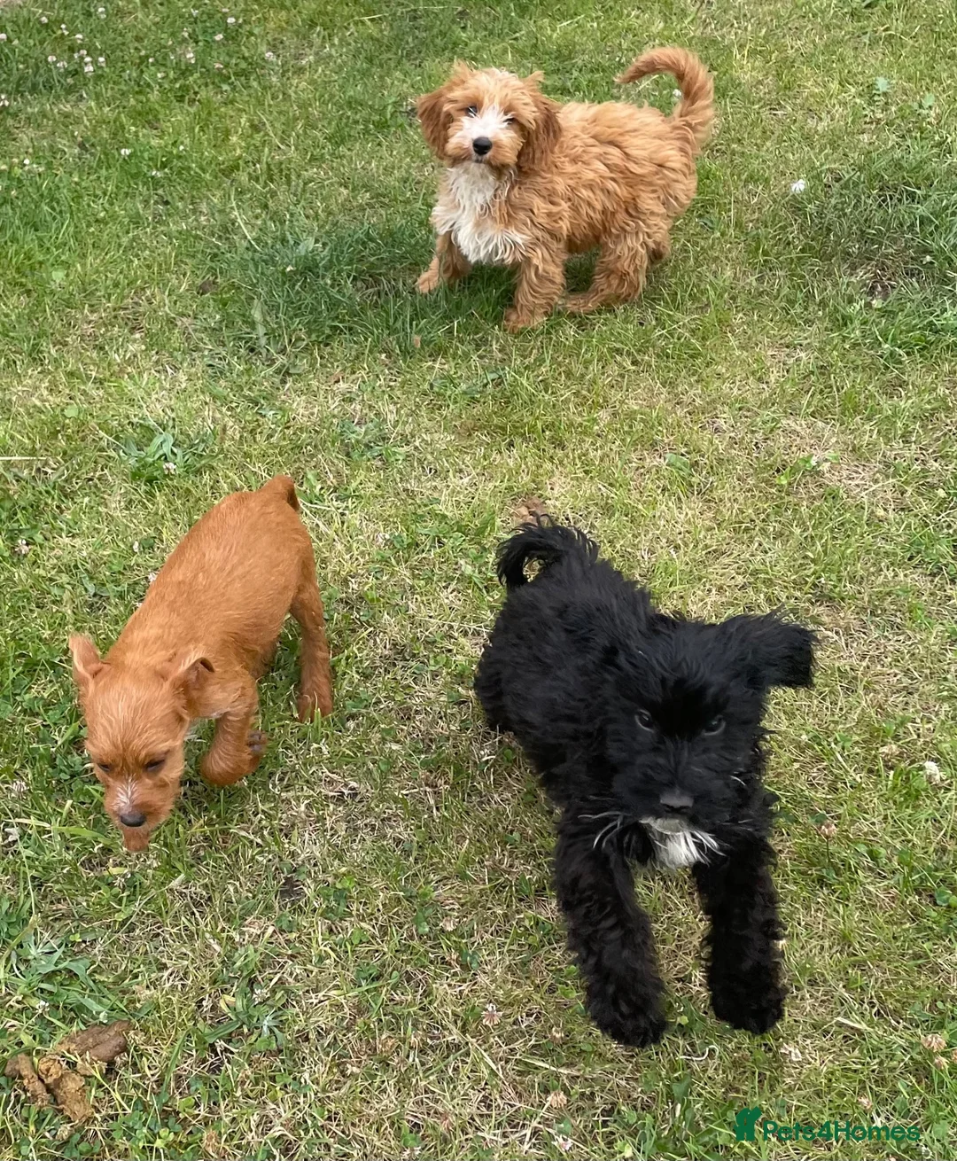 Cockapoo dogs for sale: Cockapoo puppies for sale - Advert 17