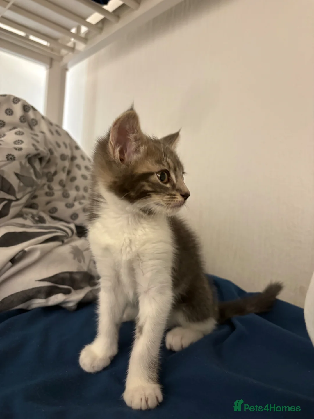 Bengal cats for sale: 3 Beautiful Blue Bengal Kittens in Manchester - Advert 9