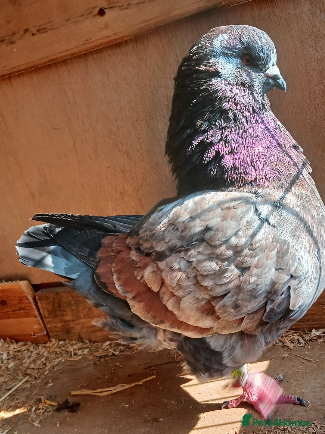 Pigeons birds for sale: Breeding pair modena pigeons   in Pontefract - Image 1