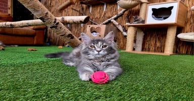 Maine Coon cats - Advert 14
