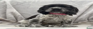 Pink Collar
