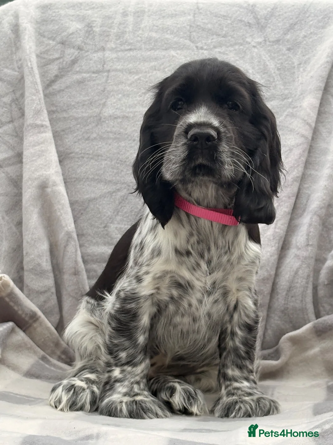 Cocker Spaniel dogs for sale: KC registered Show Type Cocker Spaniel DNA Tested - Advert 15