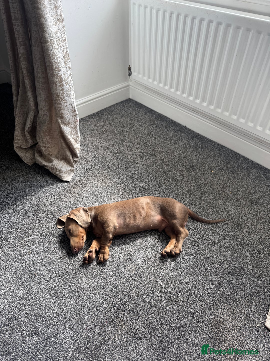 Dachshund dogs for sale: Lilac & Tan dachshund  - Image 3