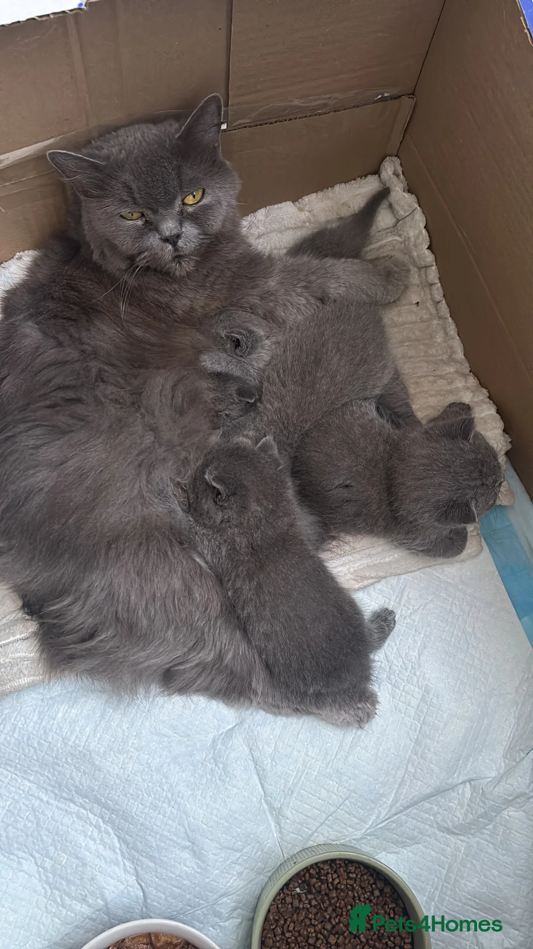 British Shorthair cats for stud: BritishShorthairBlue GCCF pedigree stud for mating - Advert 19