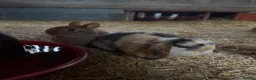 Mixed Breed rabbits for sale: Mini lops, Netherlands Dwarfs, Lion head & Mix  - Advert 1