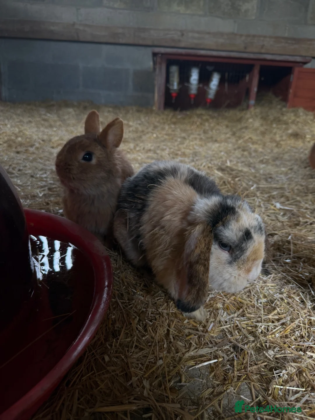 Mixed Breed rabbits for sale: Mini lops, Netherlands Dwarfs, Lion head & Mix  - Advert 1