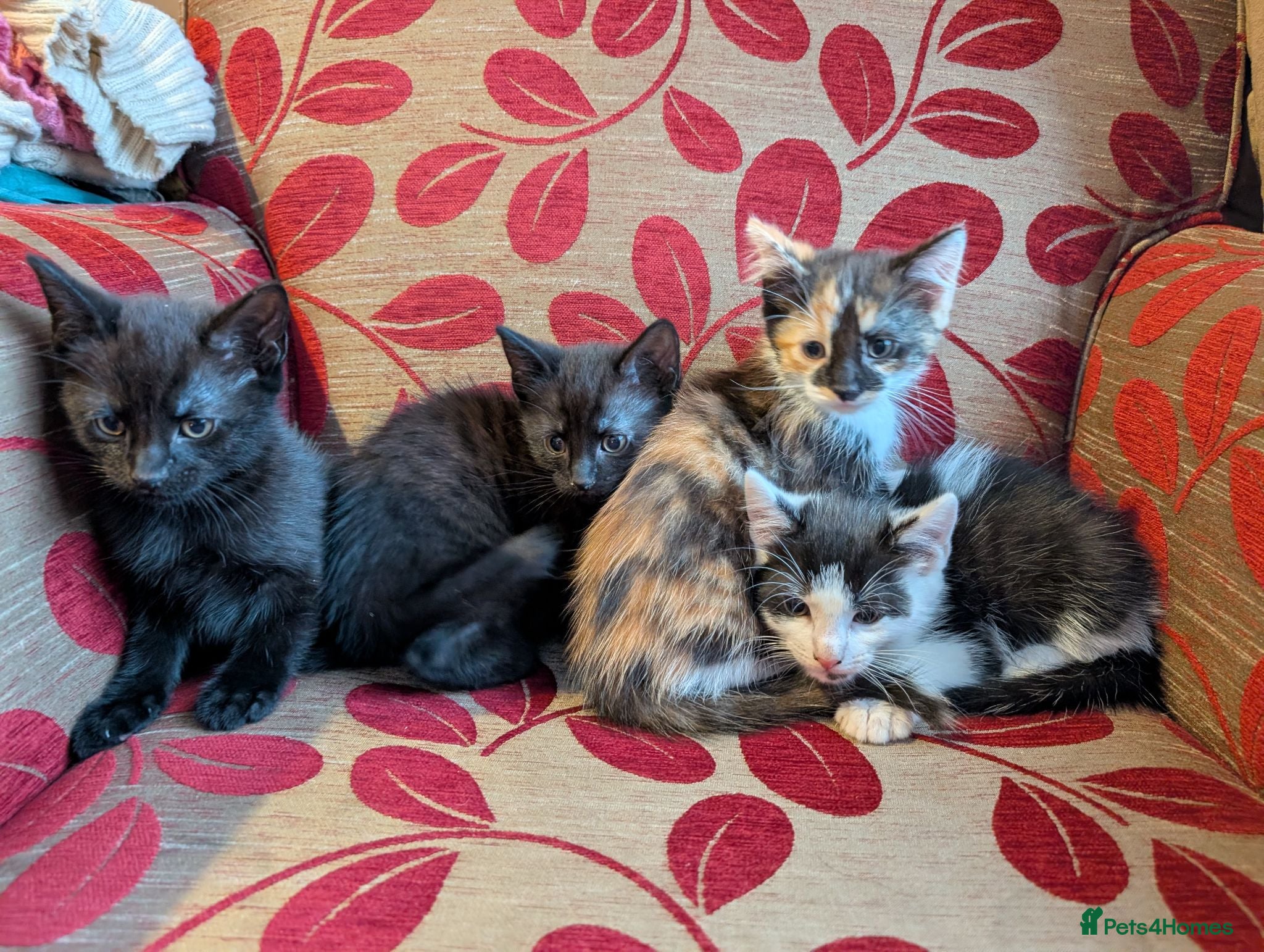 Mixed Breed cats Kittens for sale - Advert 2