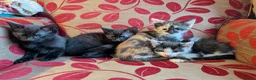 Mixed Breed cats for sale: Kittens for sale in Wisbech - Advert 1