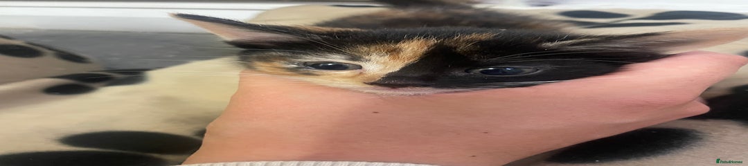Domestic Shorthair Kitten 3