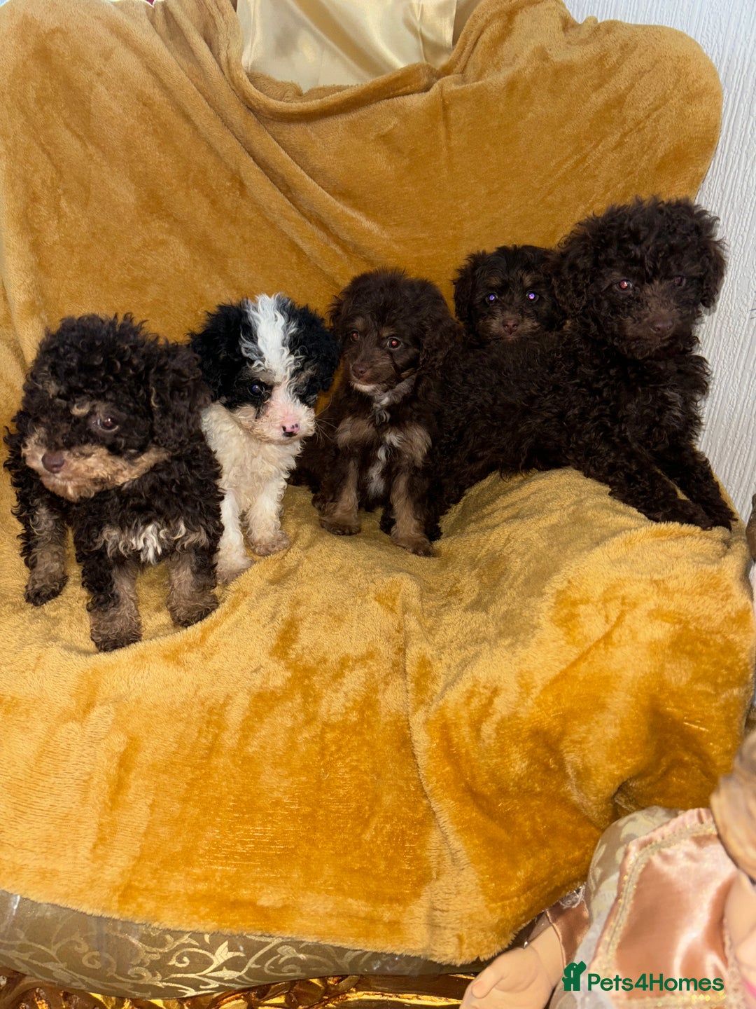 Cavapoo dogs for sale: Ready now Cavapoo puppies for sale  - Advert 3