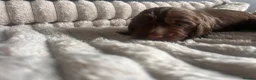 Cocker Spaniel dogs for sale: Beautiful cocker spaniel puppies - Advert 8