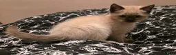 Ragdoll cats for sale: Ragdoll Siblings - Advert 7