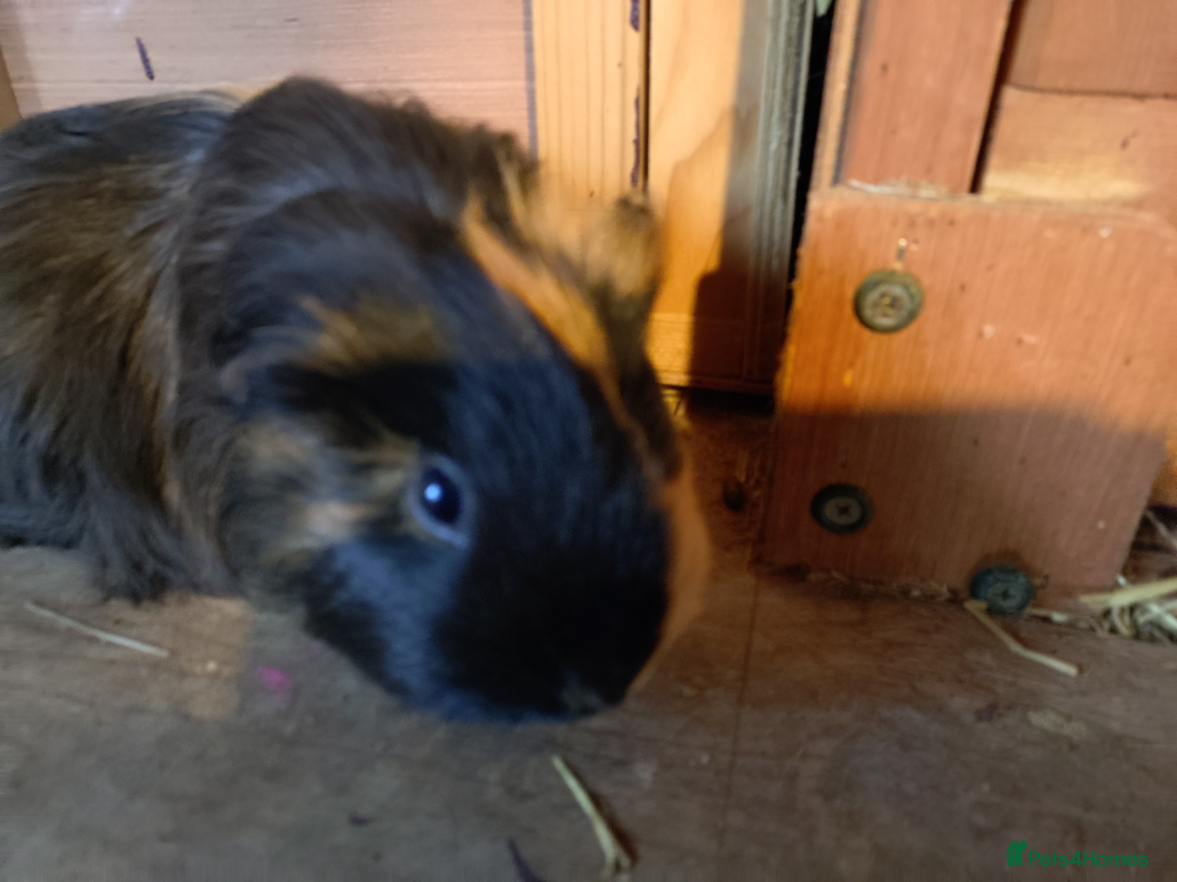 Guinea Pig rodents Two adult female and a pair of baby males - Advert 1