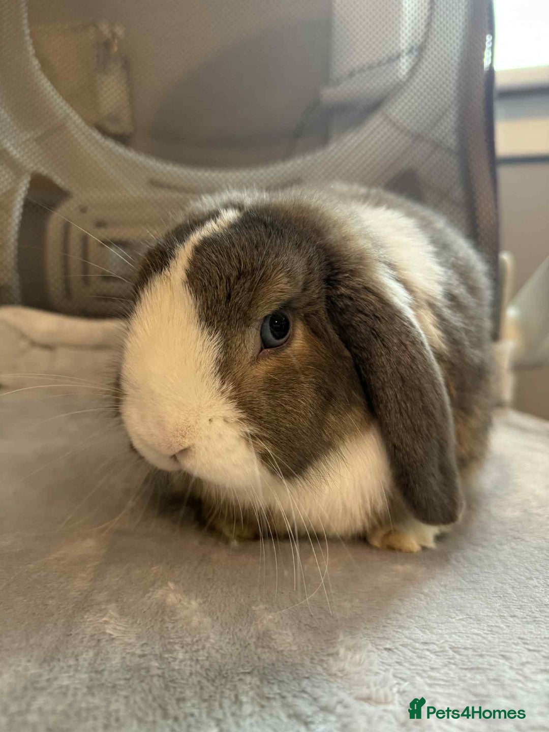 Mini Lop rabbits for sale: Small lop rabbit  - Advert 2