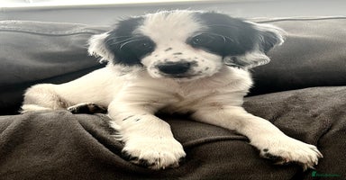 Cocker Spaniel dogs - Advert 6