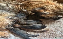 Border Terrier dogs for sale: KC Border Terrier Puppies  - Image 2