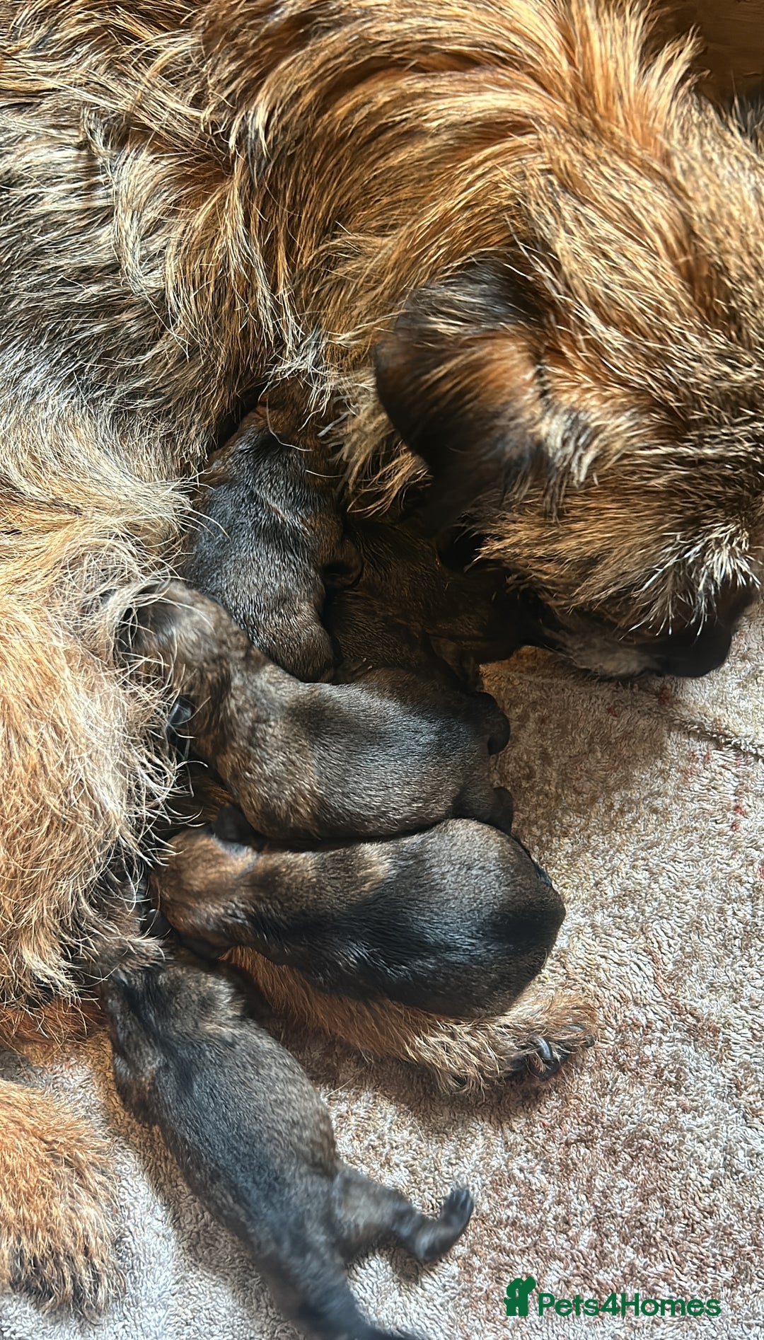 Border Terrier dogs for sale: KC Border Terrier Puppies  - Image 2