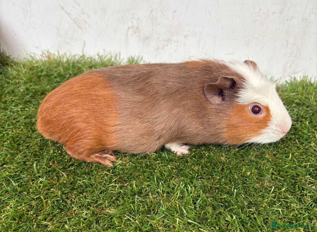 Guinea Pig rodents for sale: Very calm, friendly Guinea pig girls ready now  - Image 6