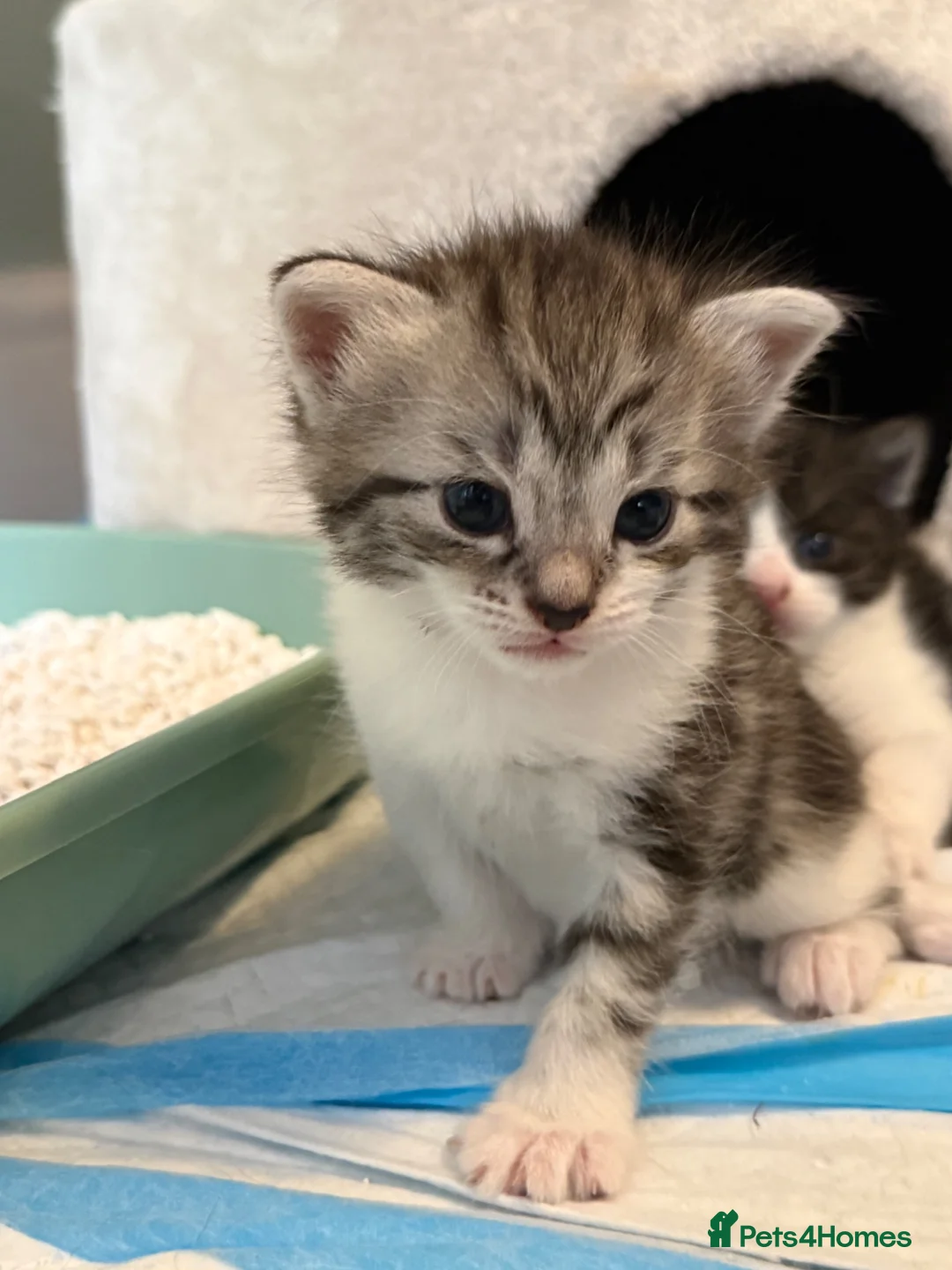 Mixed Breed cats for sale: Gorgeous Kittens Looking for Loving Homes - Advert 32