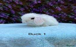 Mini Lop rabbits for sale: Pure bred Mini lops  - Image 2
