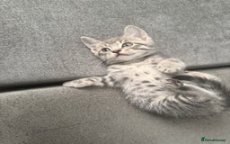 Mixed Breed cats for sale: Stunning kittens available now  - Image 32