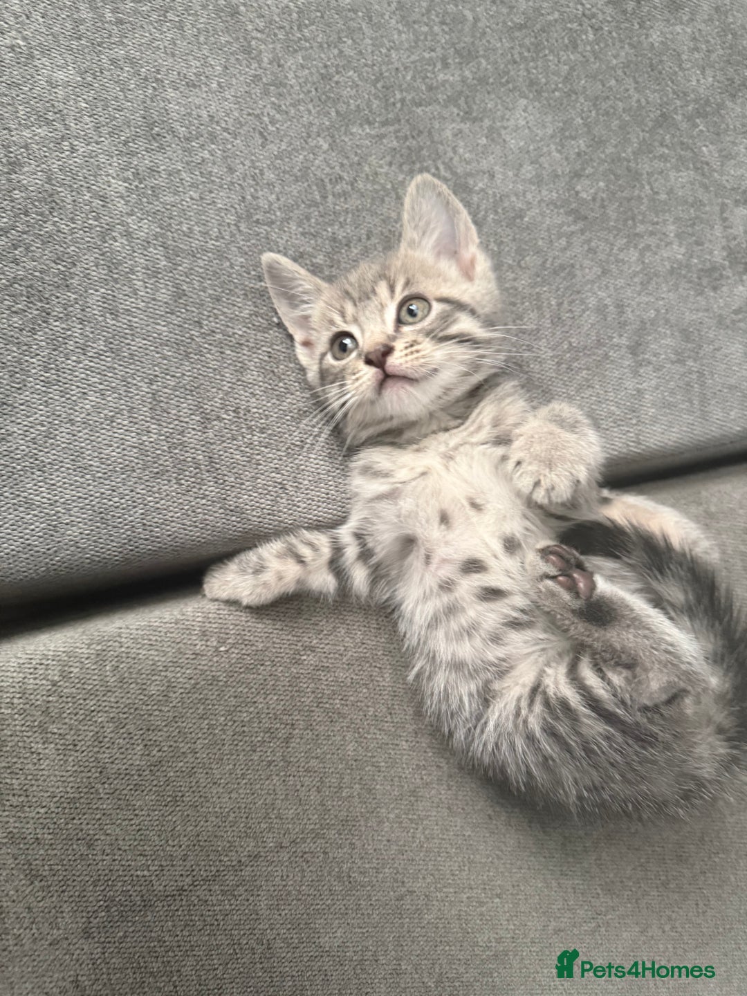 Mixed Breed cats for sale: Stunning kittens available now  - Image 32