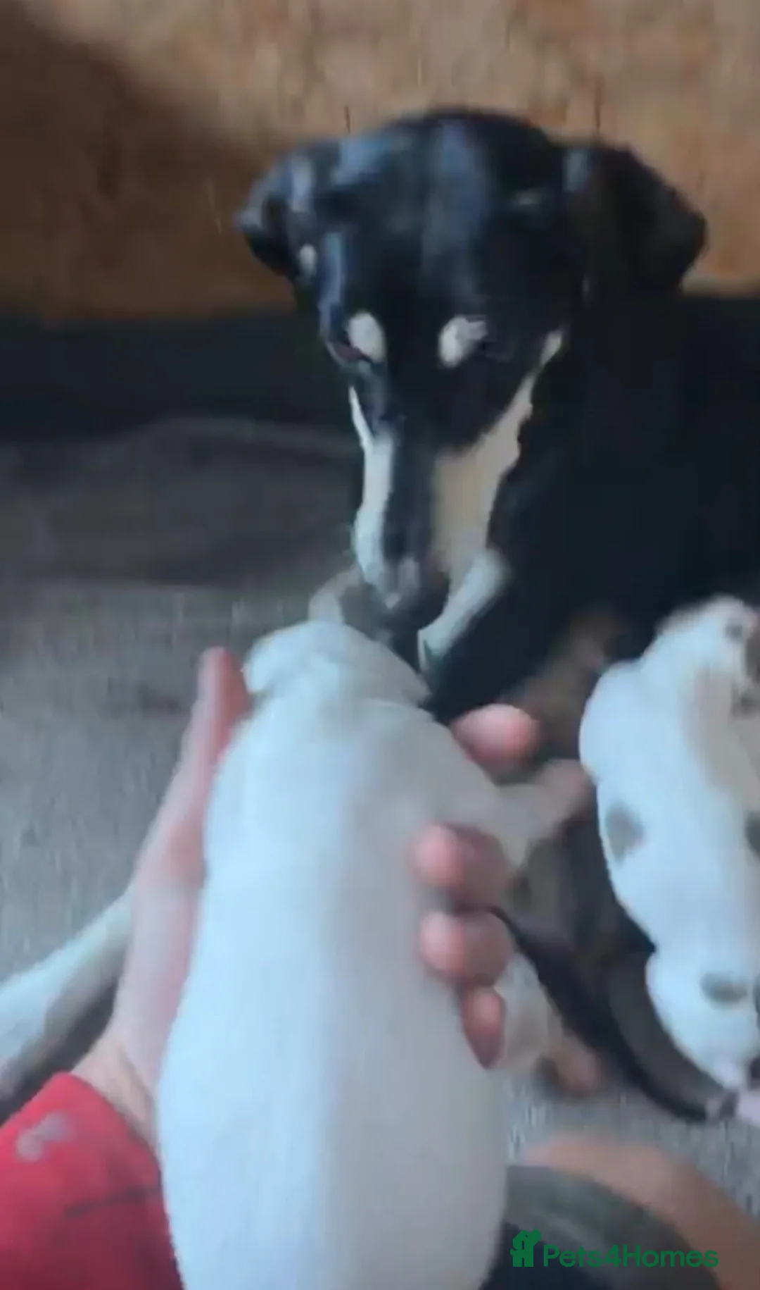 Lurcher dogs for sale: Pure breed lurcher puppies - Advert 7