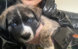 Akita dogs for sale: Gorgeous Akita puppy  - Image 5