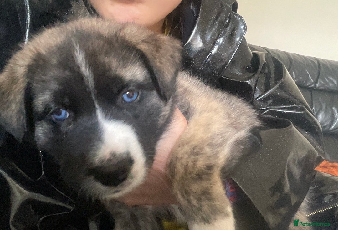 Akita dogs for sale: Gorgeous Akita puppy  - Image 5