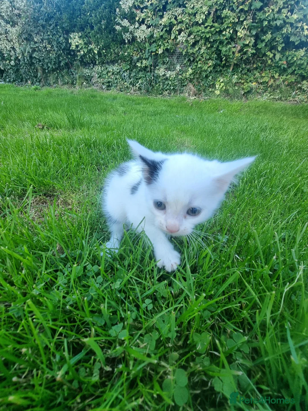 Mixed Breed cats for sale: 3 beautiful kittens ready for their new home  - Advert 4