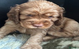 Cocker Spaniel dogs for sale: ✨ Show Cocker Spaniel pups ✨ - Image 3